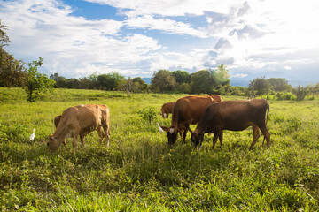 Cows grazing on a Colombian farm