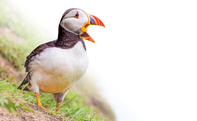 Puffins / Papageitaucher auf Skomer Island in Wales UK