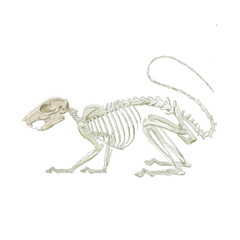 drawing of a lab rat skeleton