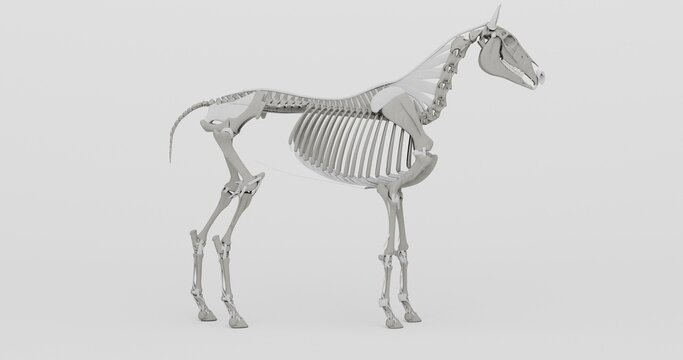 3D illustration of horse skeleton with clean white background lateral view