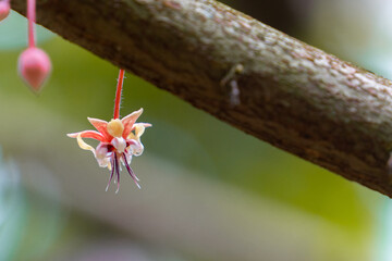 flor del cacao chocolate 
