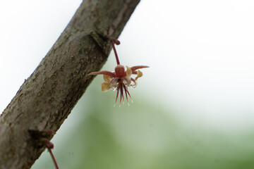 flor del cacao chocolate 