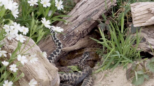 Adder Dance. Male Adders Dancing or Fightin for Dominance. . 