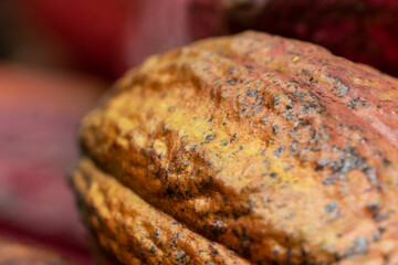 Mazorca de cacao, chocolate 