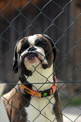 Zaungast. Boxerhund steht am Maschendrahtzaun