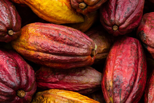 Mazorca de cacao, chocolate 