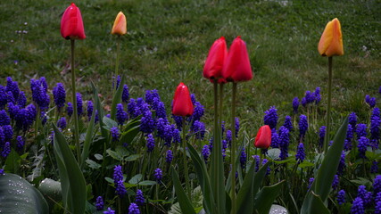 Fototapeta premium Tulipany i szafirki posadzone na rabacie przy trawniku