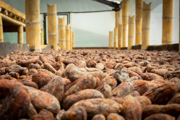 Grano del cacao, semilla, chocolate.