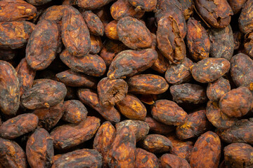 Grano del cacao, semilla, chocolate.