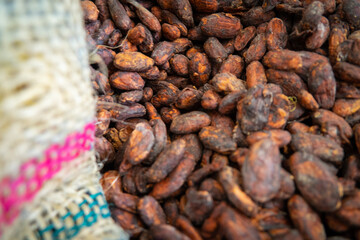 Grano del cacao, semilla, chocolate.