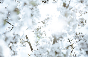 Voll erblühte Kirschblüten