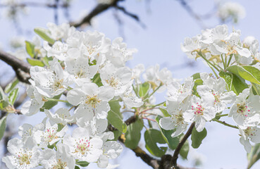 Voll erblühte Kirschblüten