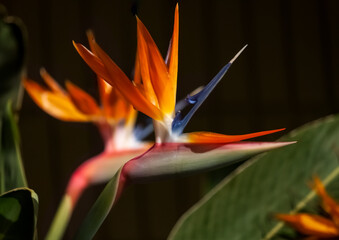 Fototapeta na wymiar bird of paradise flower closeup with blurred background