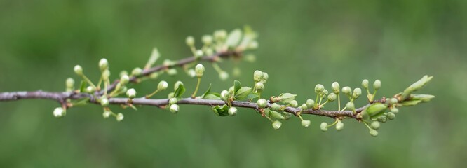 grass with dew drops