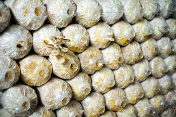 Closeup bouquet of young mushroom grows from the plantation pack in the farm