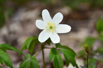 early-spring flowering plant wood anemone