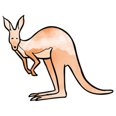 Hand drawn standing kangaroo watercolor vector illustration