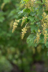 the currant bush bloomed in spring