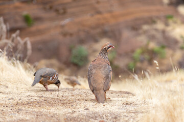Perdrix rouge à Pico do Arieiro, Madère, Portugal
