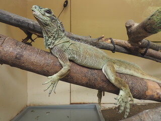 イグアナ