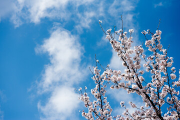 cherry blossoms