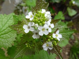 Knoblauchsrauke Blüte