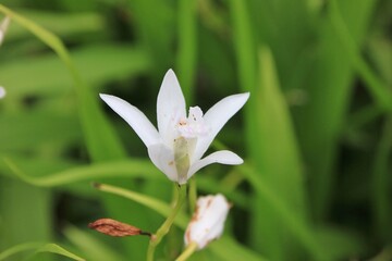 春に咲く花。東京世田谷の野草（5月）。タマスダレ