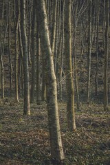 Junger Wald mit vielen Baumstämmen