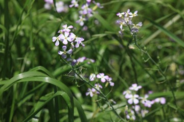 春に咲く花。東京世田谷の野草（5月）。ハマダイコン