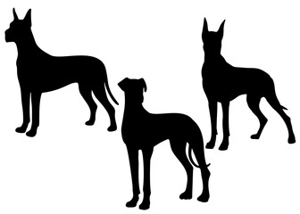 Great Dane dog in the set. Vector image.