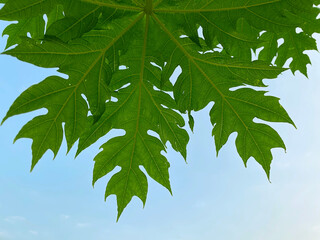 Green background. Closeup green papaya leaf
