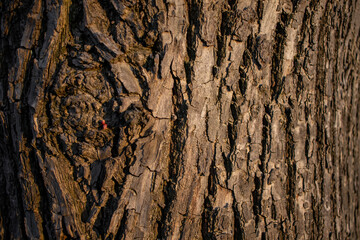 Close-up of a roughly textured tree