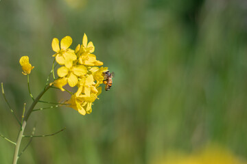 A bee looking for nectar in canola flowers