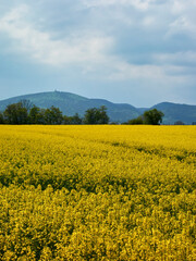 Obraz premium rapeseed field in spring