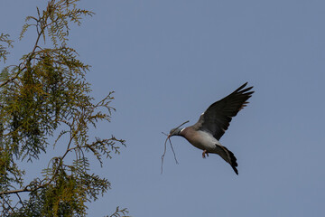 Turtle dove with grass stalk in beak