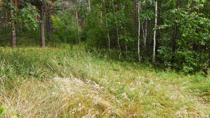 grass in the forest