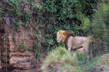 male lion marking his territory in the Masai Mara National Park in Kenya