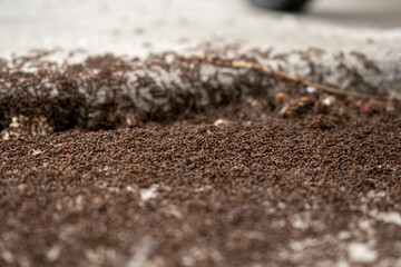 Army Ant Swarm