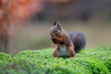 Eurasian red squirrel (Sciurus vulgaris) searching for food in the winter in the forest in the South of the Netherlands. 