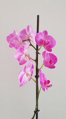 Best orchid flower phalaenopsis isolated on white wall. Butterfly orchids. Beautiful flowers. Mother's day. Spring season. Gift