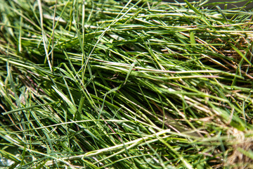 green grass background