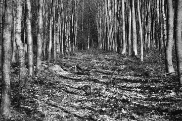 Neu angepflanzter Wald mit viel Licht und Schatten