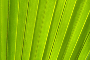 Abstract image of green palm leaf for background.