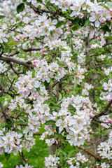 Apple flowers in farming orchard in spring season