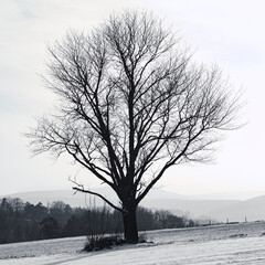 single tree in the snow