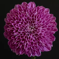 Foto op Canvas Radial symmetry of a Dalia flower, pink, against black background, viewed from close, cropped tight © AlessandraRC