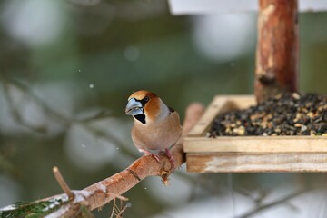 Hawfinch sitting on the rack with sunflower in its beak