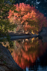 Fall colors in University of California, Davis Arboretum with a reflection of the trees in the water