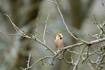 Portrait of the hawfinch sitting on tree branch in the spring