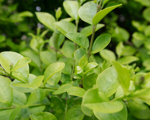 green foliage in a garden